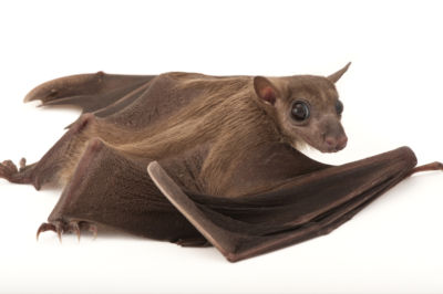 A long-haired rousette (Rousettus lanosus) at the Lincoln Children's Zoo.