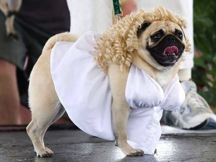 dog costumes 10