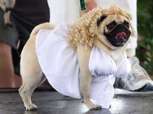 dog costumes 10